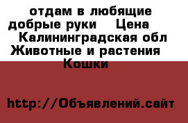 отдам в любящие добрые руки  › Цена ­ 10 - Калининградская обл. Животные и растения » Кошки   